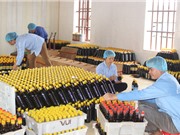 Chế phẩm vi sinh giảm histamine: "Giải nguy" nước mắm truyền thống